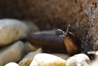 A brown slug with tentacles extended crawls among smooth, light-colored stones. The background is a rough textured surface, possibly a wall, with sunlight casting shadows that highlight the slug's moist, glistening body.