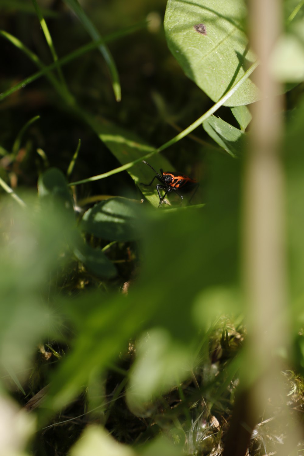Un insetto seduto in cima a un campo verde lussureggiante