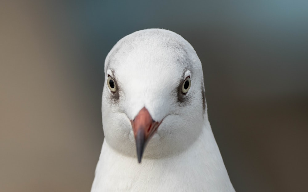 a close up of a white bird with a red beak