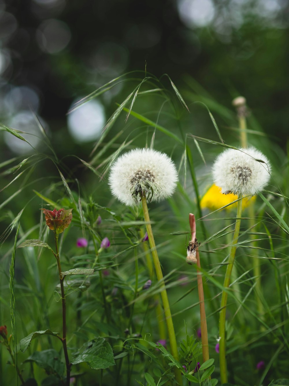 a bunch of dandelions that are in the grass