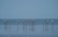 a flock of birds sitting on top of poles in the water