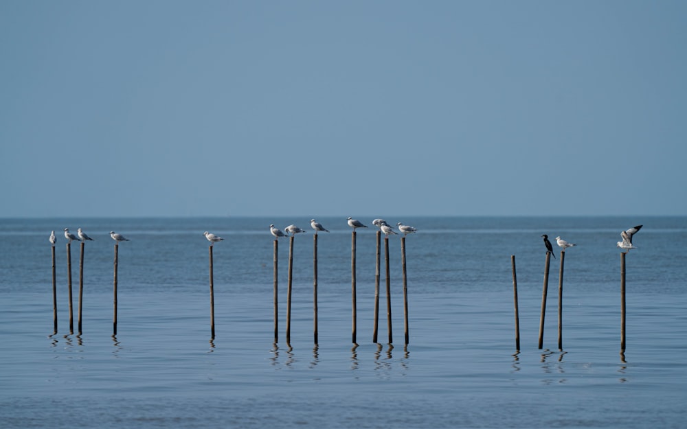 a flock of birds sitting on top of poles in the water