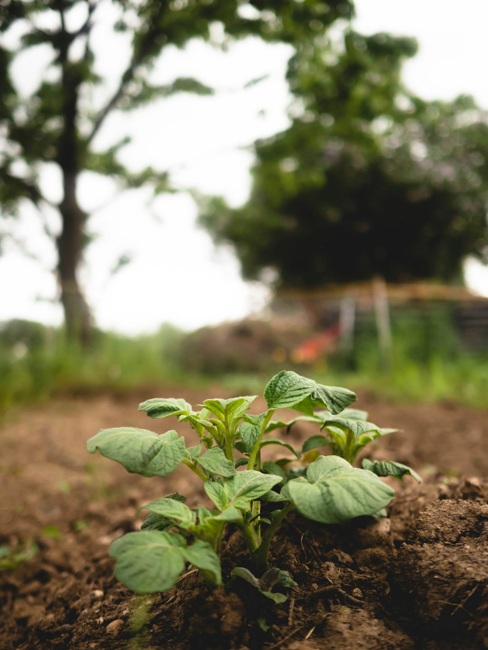 a young plant sprouts out of the ground