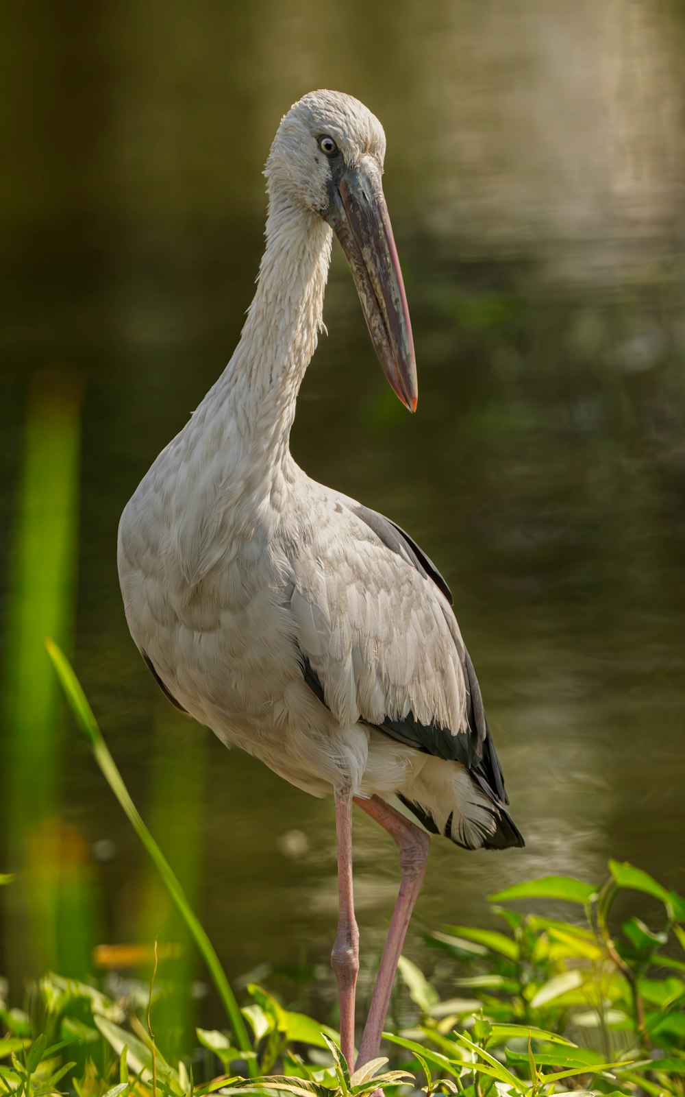 a white bird with a long neck standing in the grass