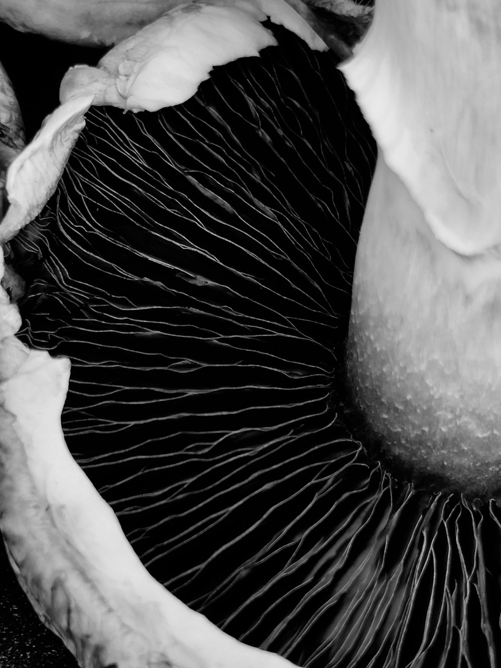 Una foto in bianco e nero di un fungo