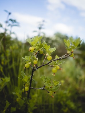 Gooseberry bush with plump green berries ready to pick.