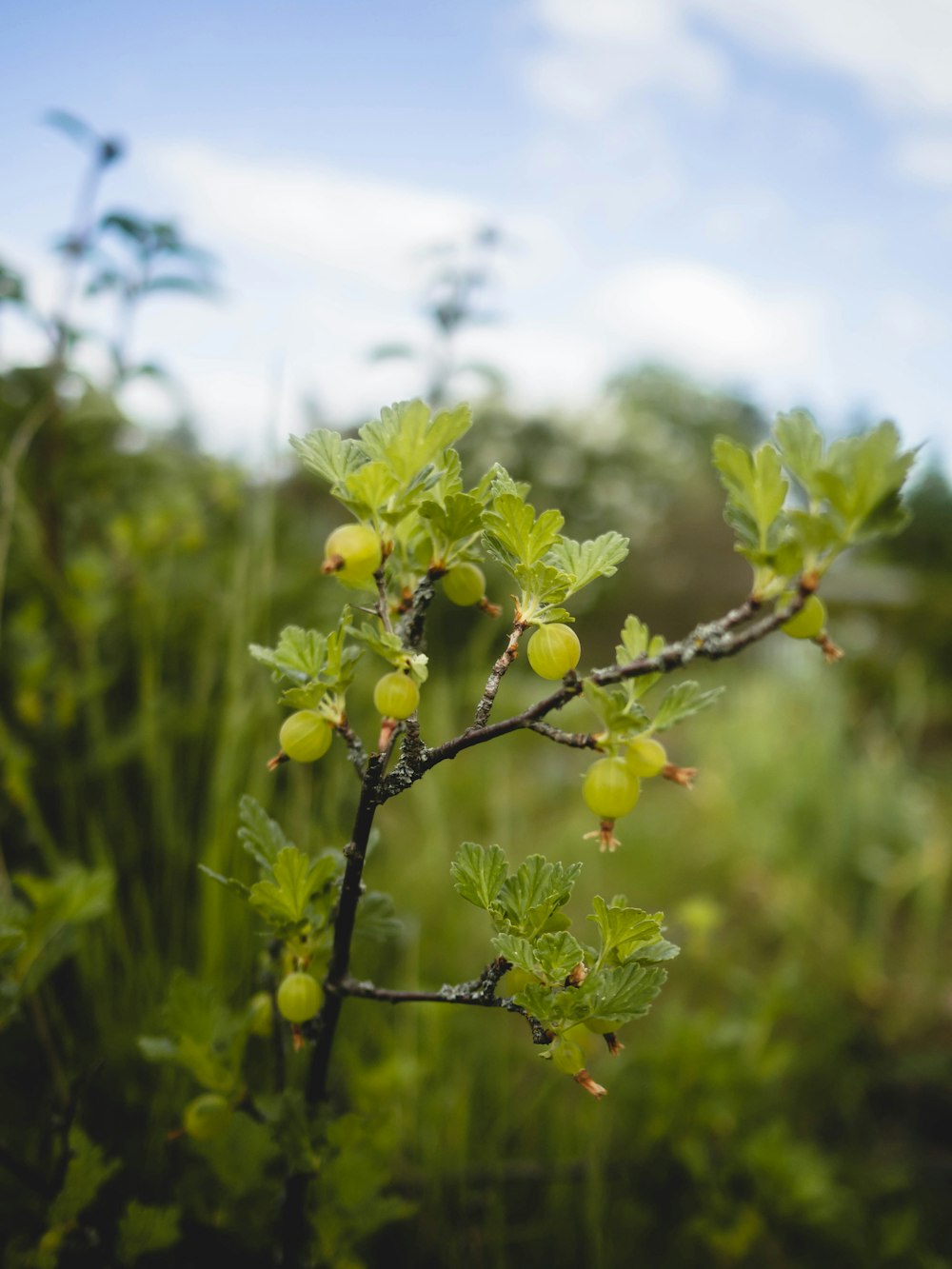 a close up of a plant with green leaves