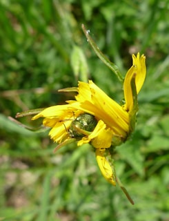 Close-up of a fresh dandelion flower glowing in morning sunlight.