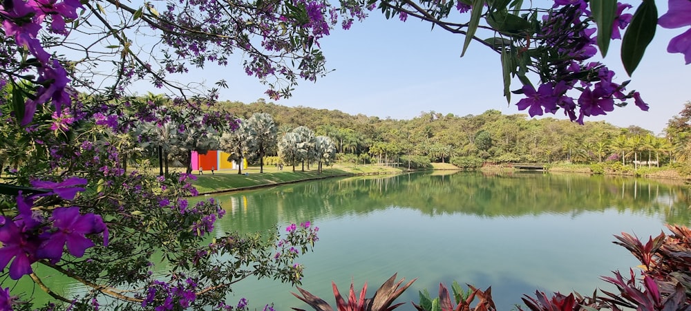 um lago cercado por flores e árvores roxas