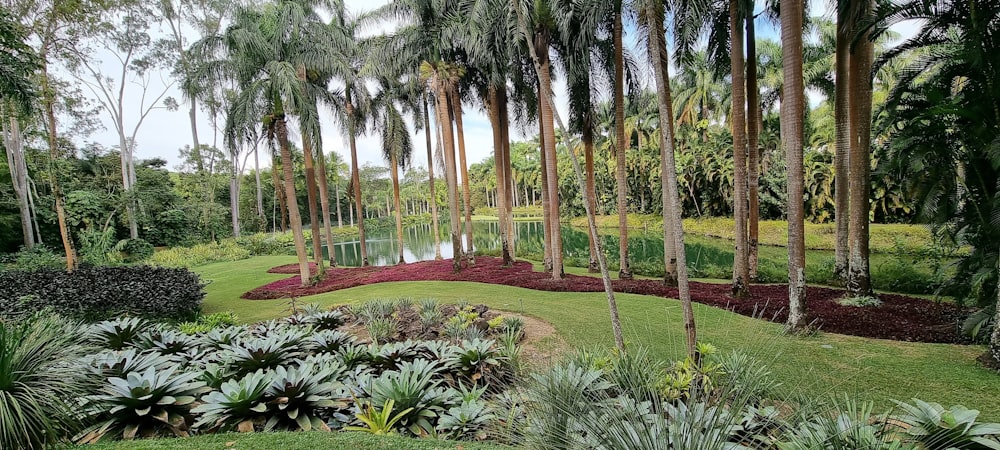 Un parc verdoyant avec beaucoup d’arbres et de plantes