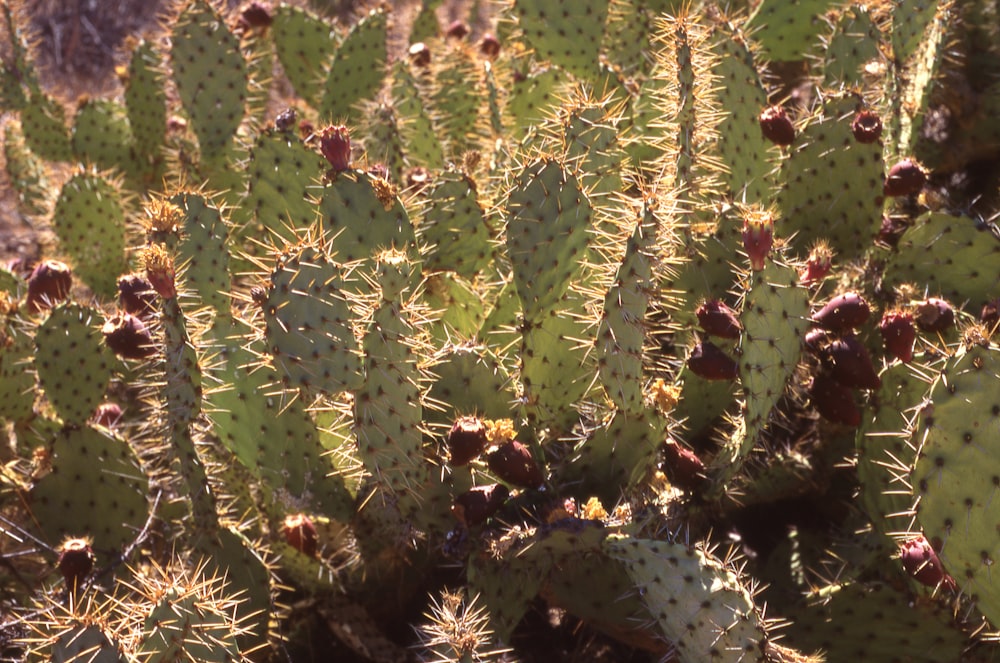 a large group of cactus plants in a field