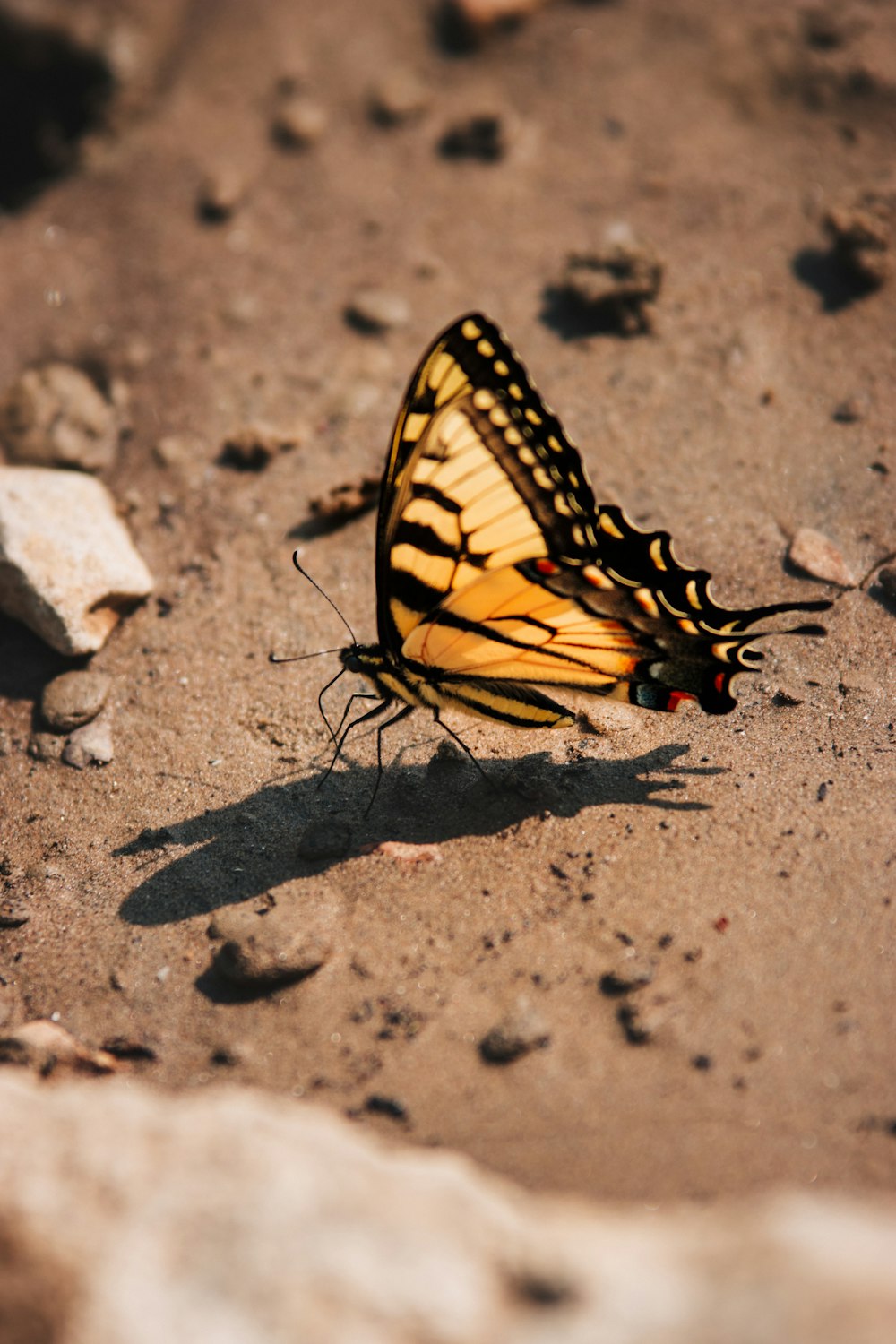 a yellow and black butterfly sitting on the ground