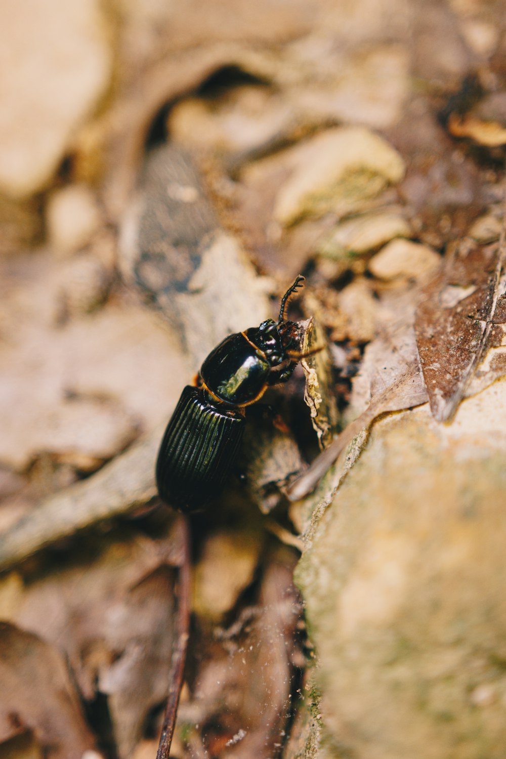 a close up of a bug on the ground