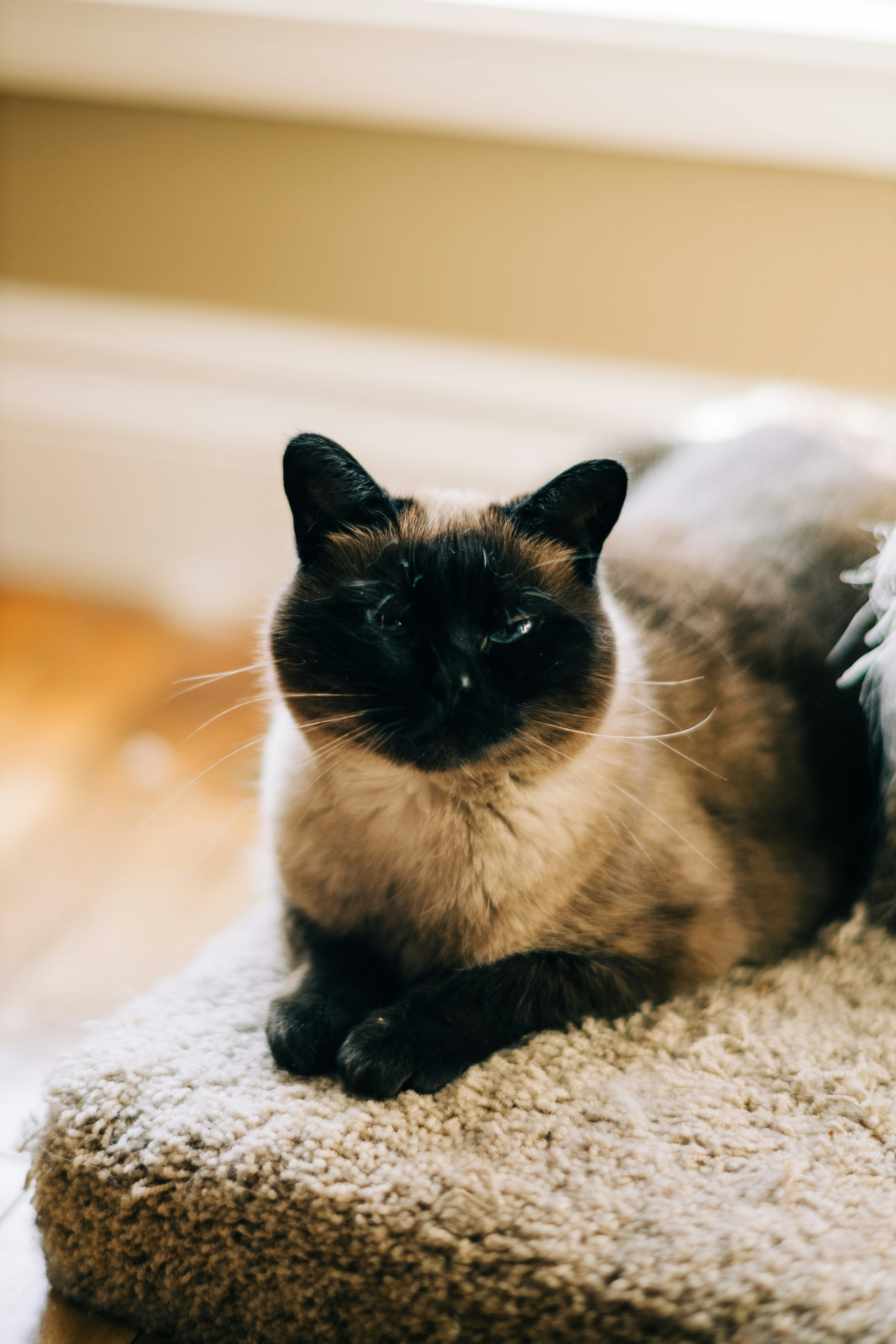 Um gato siamês deitado em cima de um tapete