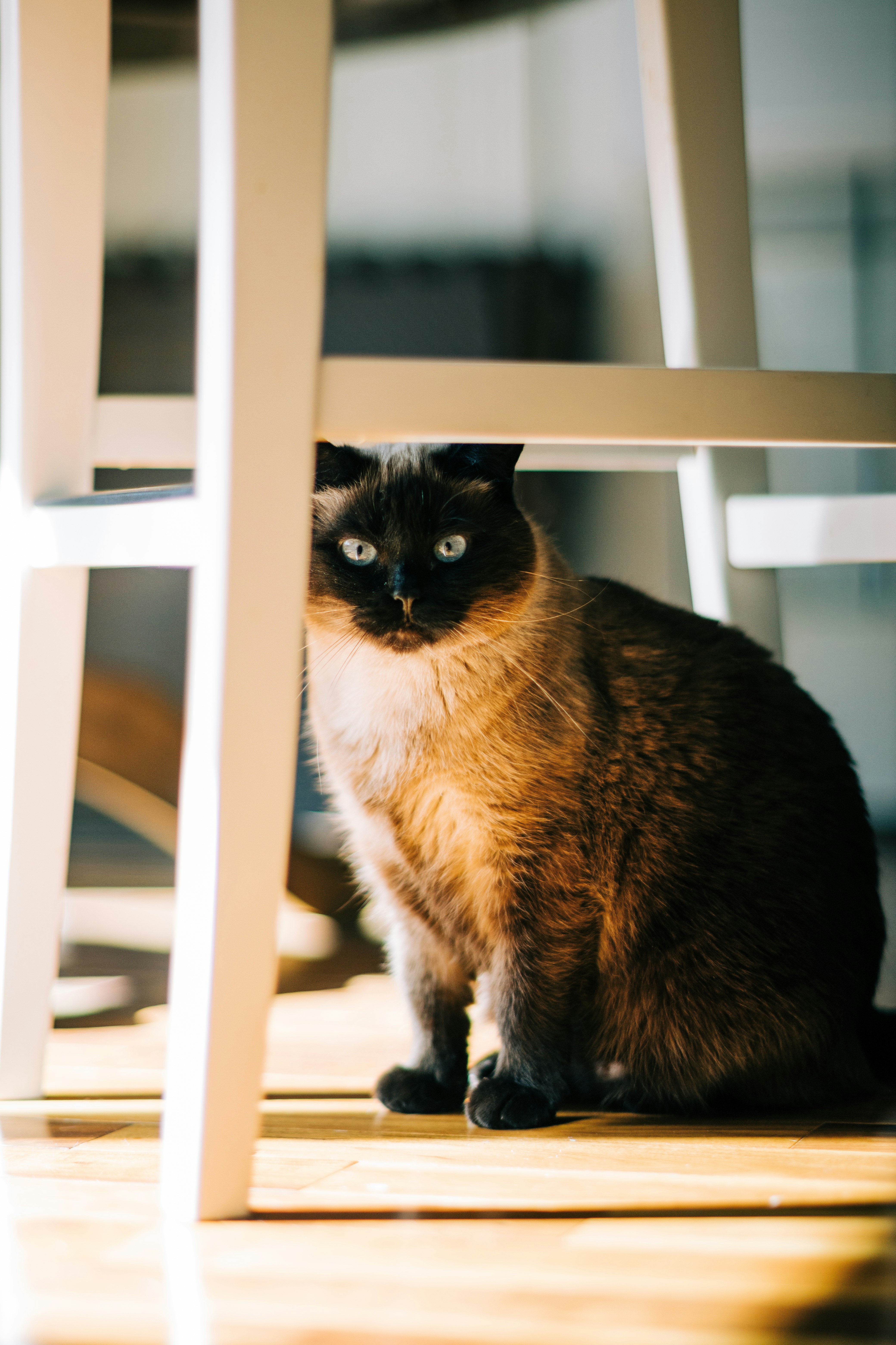 um gato sentado sob uma cadeira branca em um chão de madeira