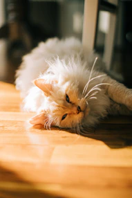 a cat laying on the floor with its head on the floor