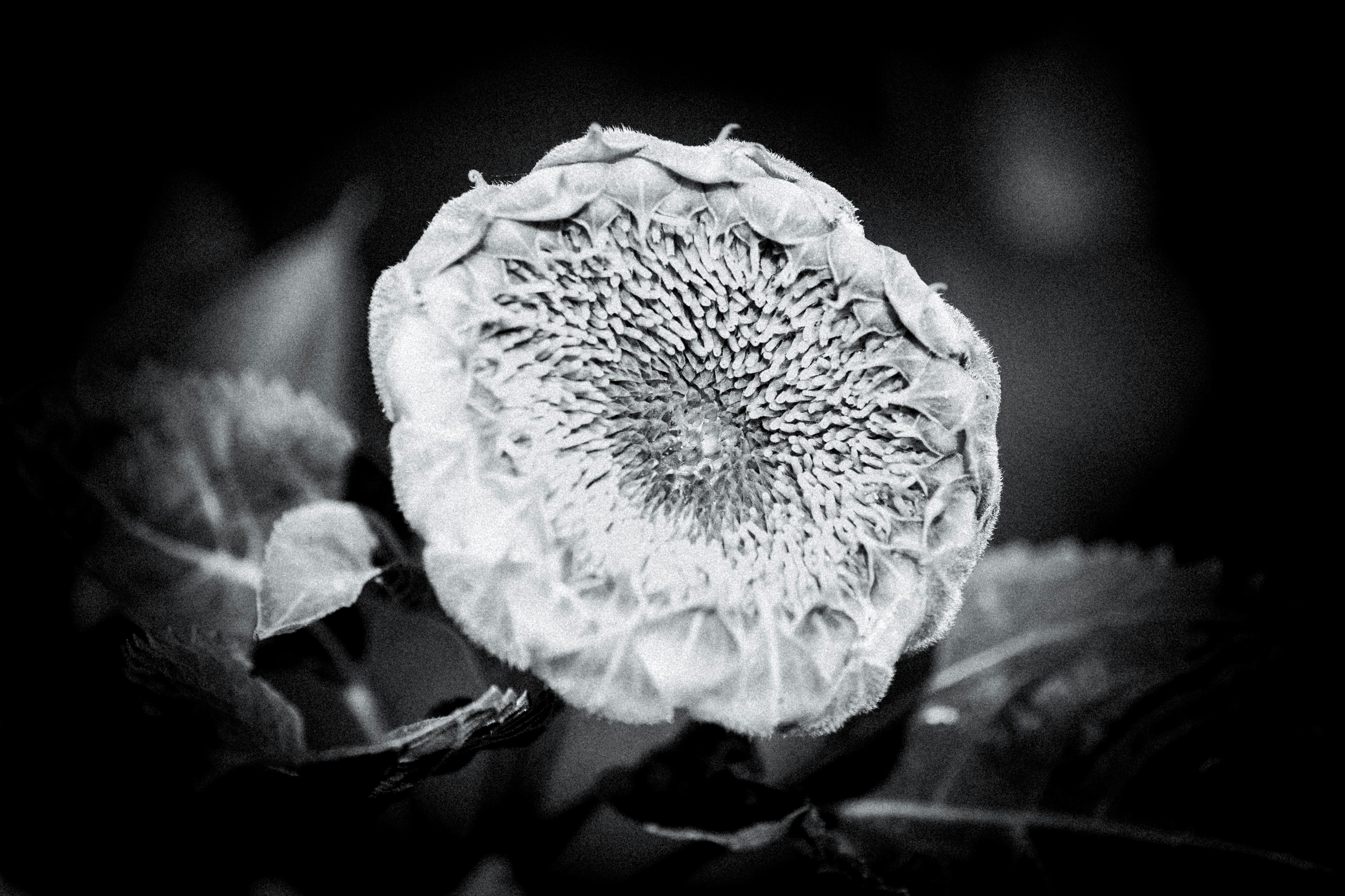 Photo by tristansosteric