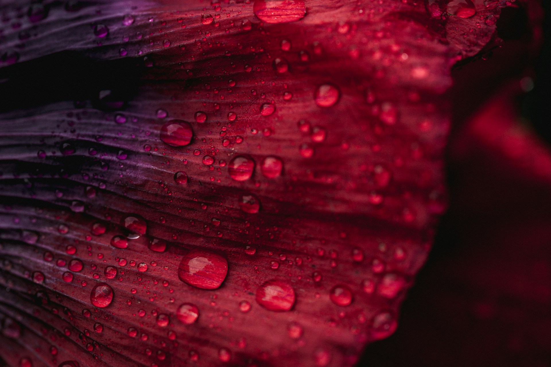 a red flower with water droplets on it