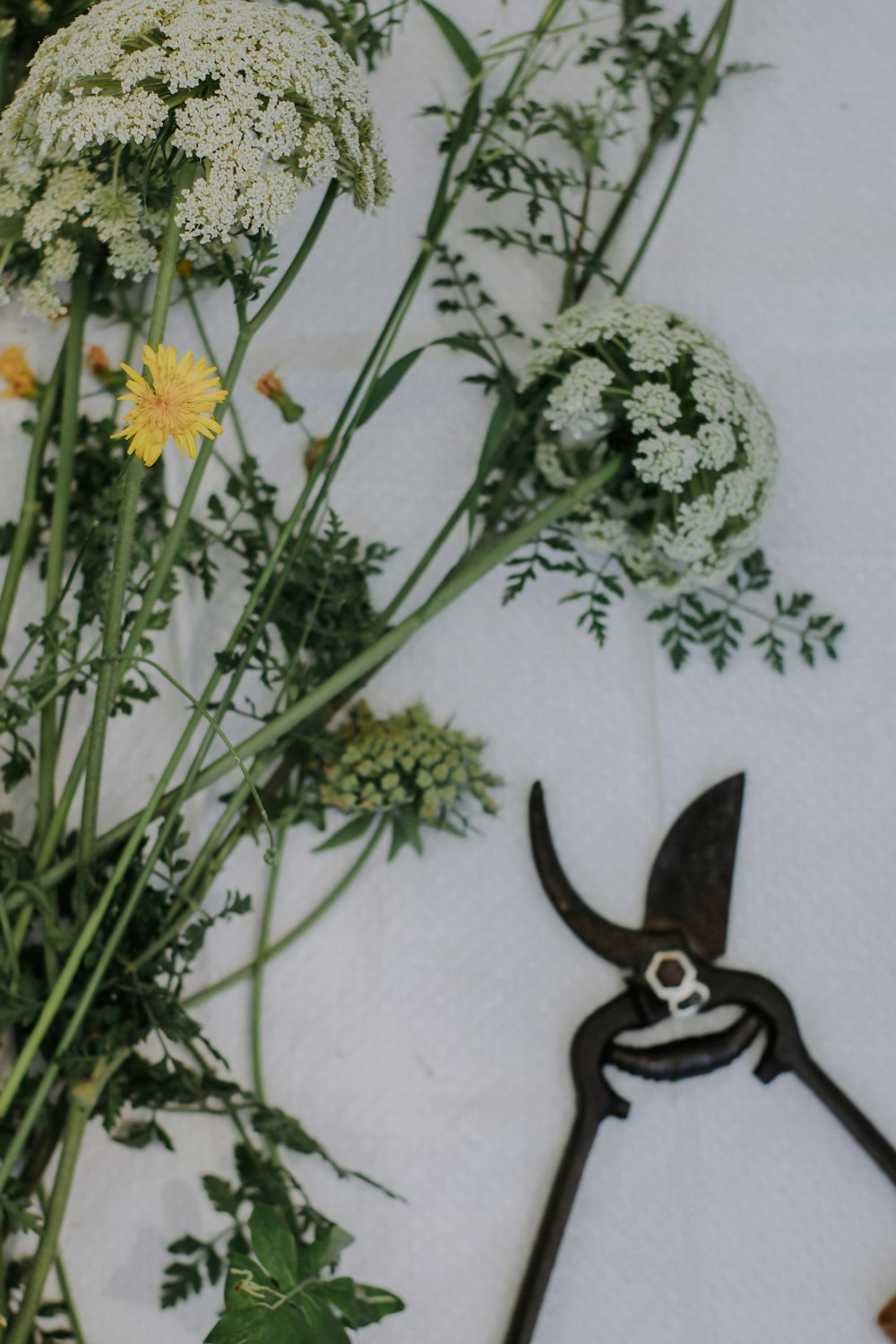 a bunch of flowers sitting next to a pair of scissors