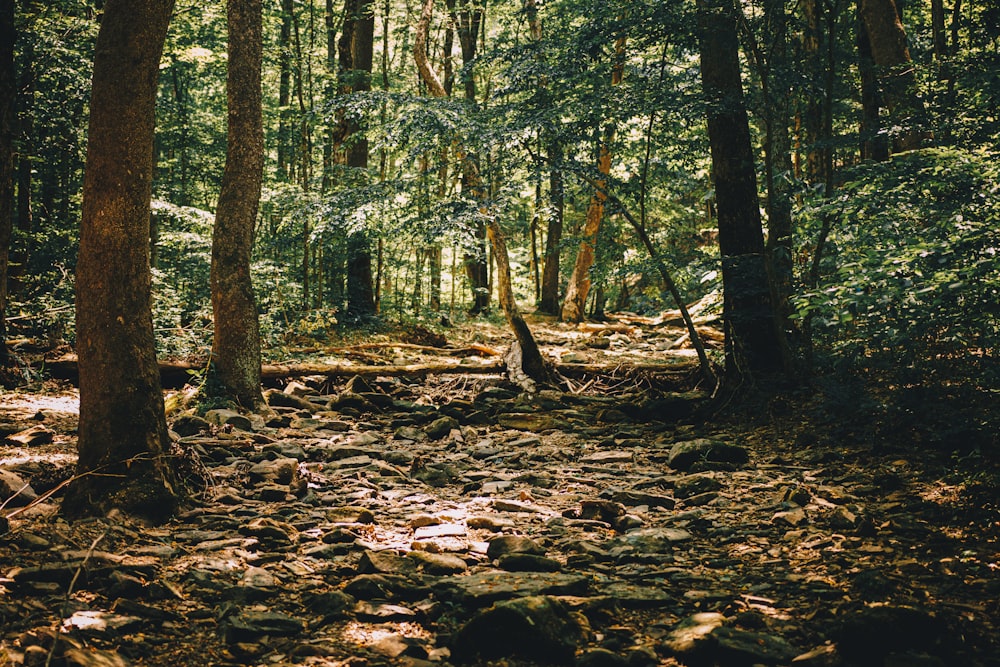 a forest filled with lots of trees and rocks