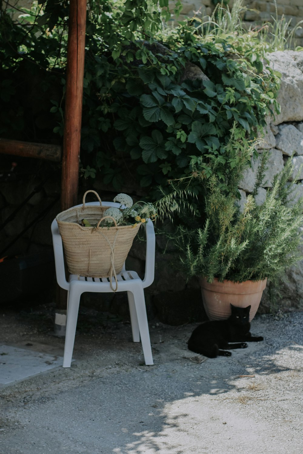 a black cat sitting next to a potted plant