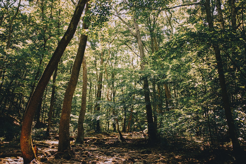 a forest filled with lots of green trees