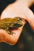 A small green frog is being held gently in a person's hand. The frog's skin is textured and moist, and its large eye is prominently visible. The hand is slightly blurred, giving focus to the frog.