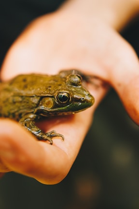 A small green frog is being held gently in a person's hand. The frog's skin is textured and moist, and its large eye is prominently visible. The hand is slightly blurred, giving focus to the frog.