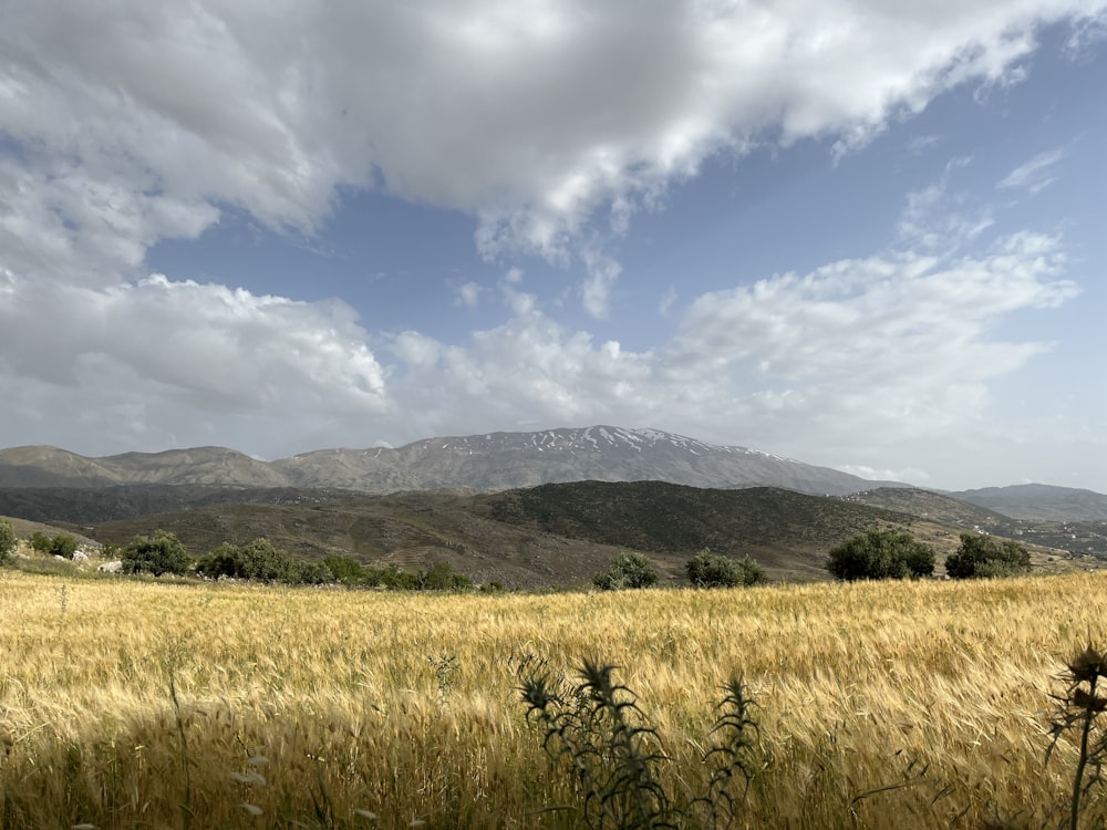 a field of grass with a mountain in the background