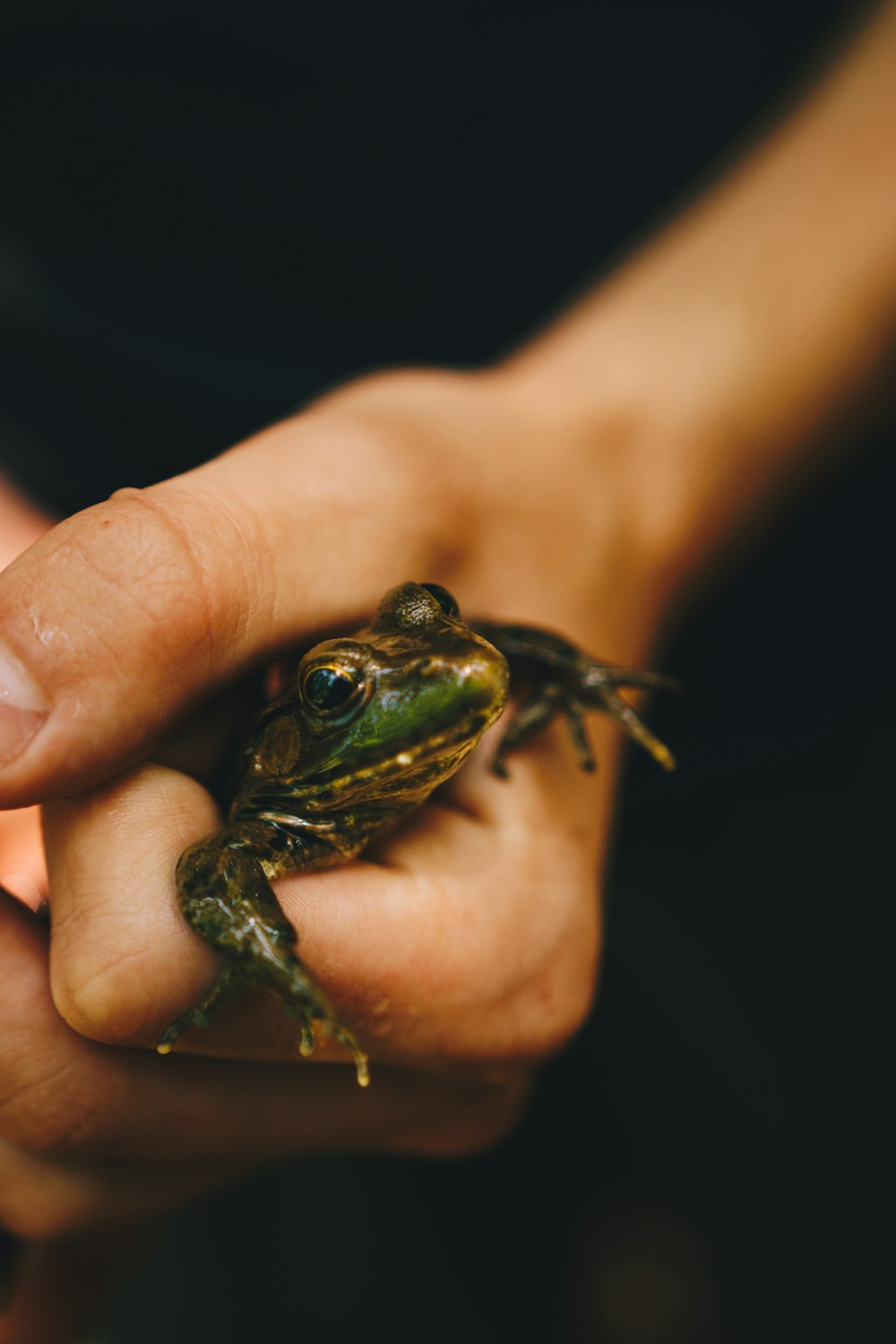 una persona sosteniendo una rana en la mano