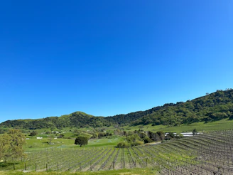 A scenic vineyard landscape in Burgundy with rows of grapevines under a clear blue sky.