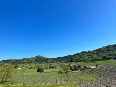 A scenic vineyard landscape in Burgundy with rows of grapevines under a clear blue sky.