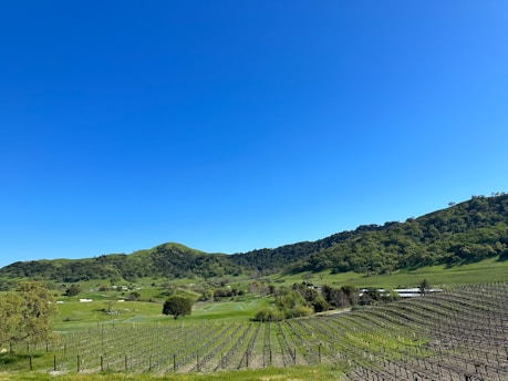 Scenic view of Khede village fields with grapevines and sugarcane crops under a clear sky.