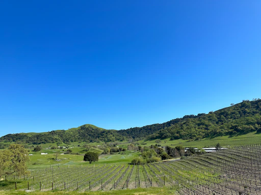 A scenic view of vineyards in the Russian River Valley under a clear blue sky.