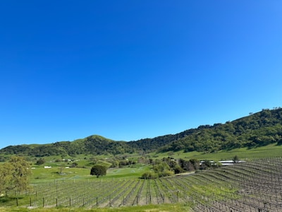 A scenic view of Marlborough vineyards basking in golden sunlight, with rows of grapevines stretching toward distant hills.