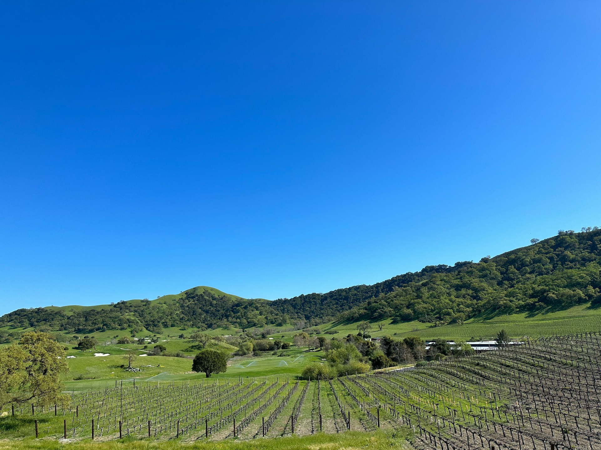 black and brown leather padded tub sofa