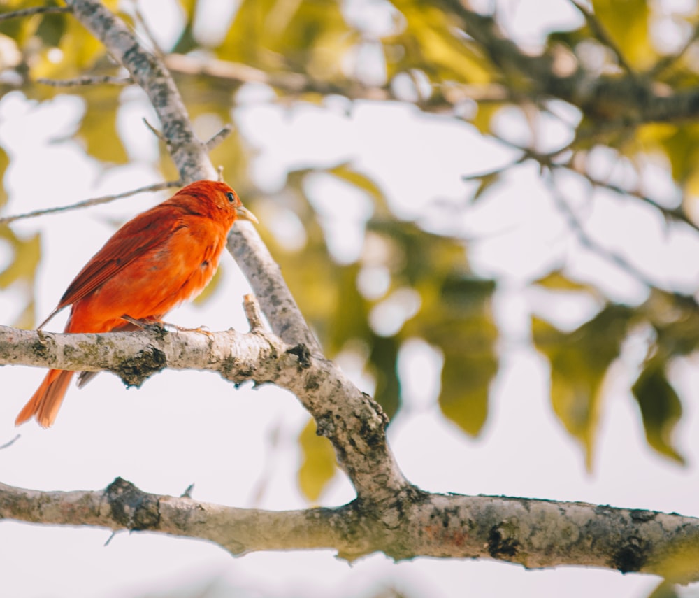 a red bird perched on a tree branch