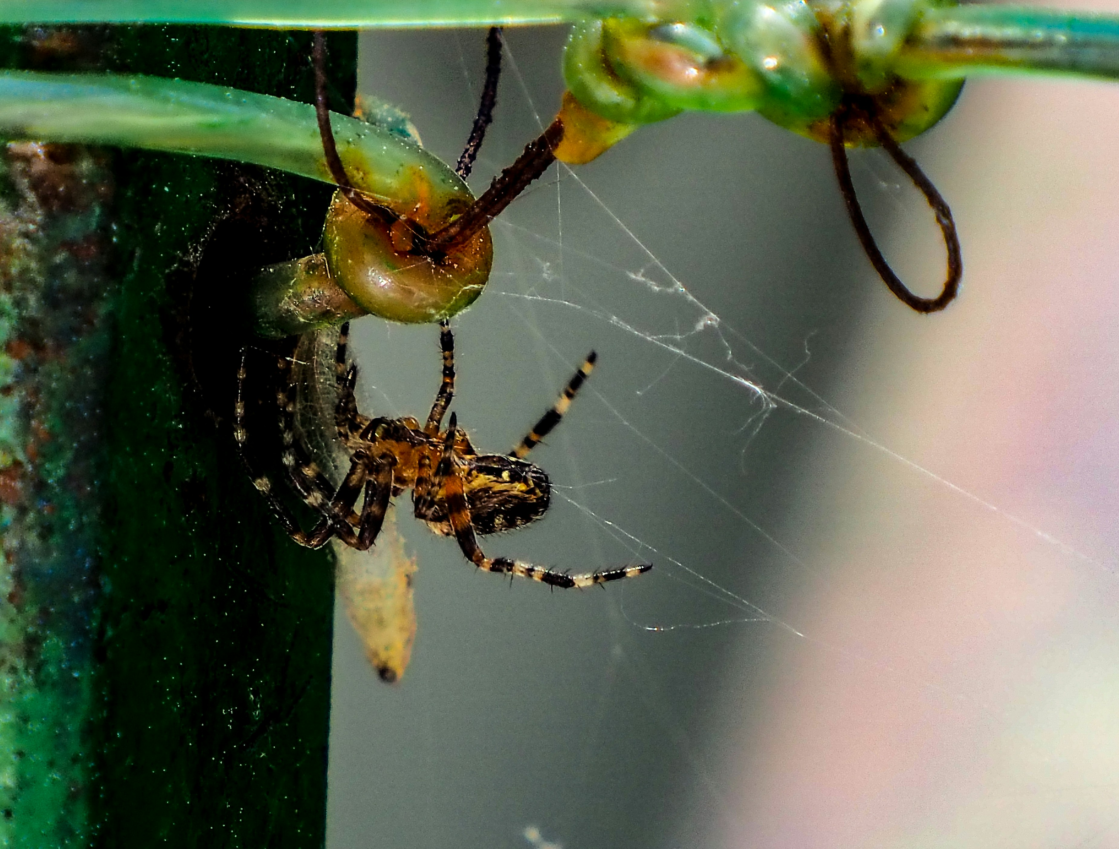 a close up of a spider on a plant