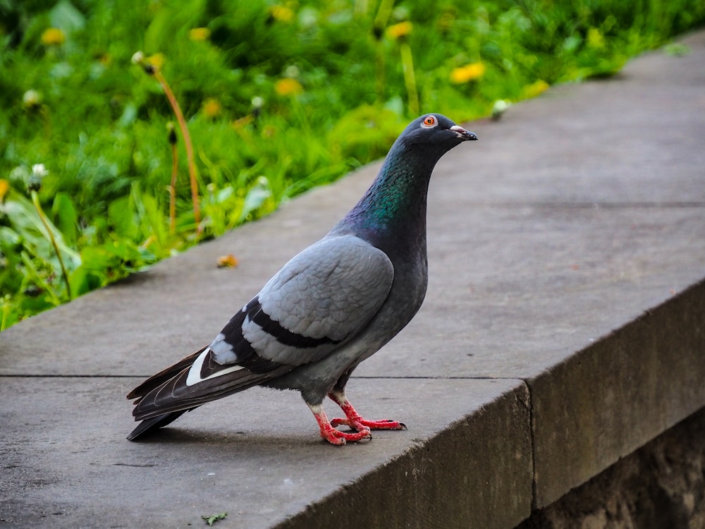 a pigeon is standing on a concrete ledge