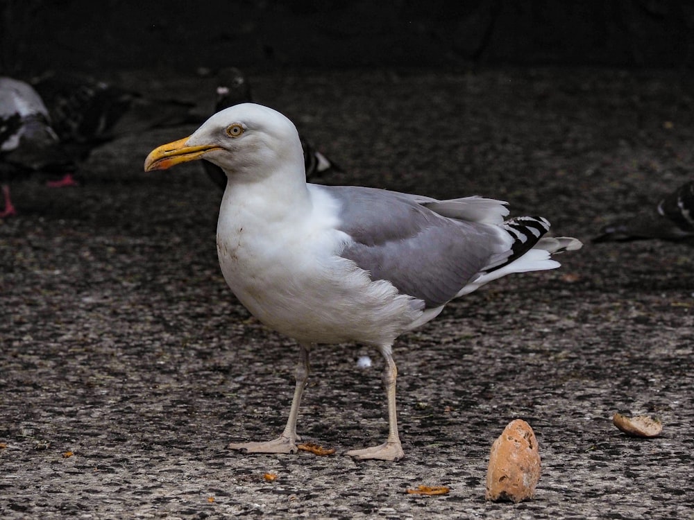 a seagull standing on the ground next to a rock