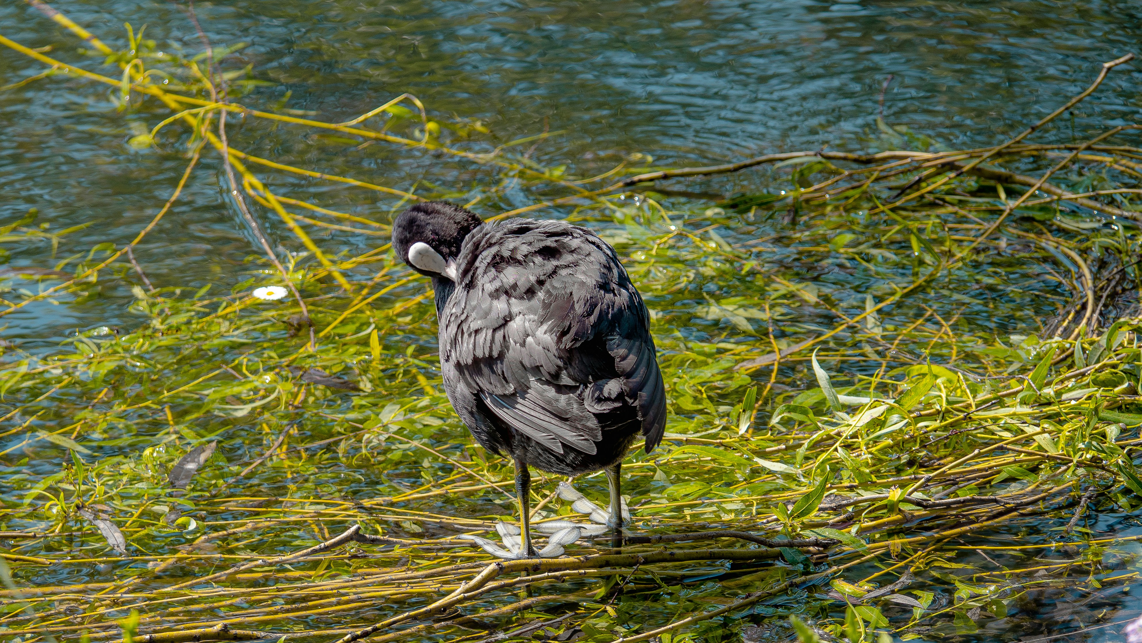 a bird standing on a branch in the water