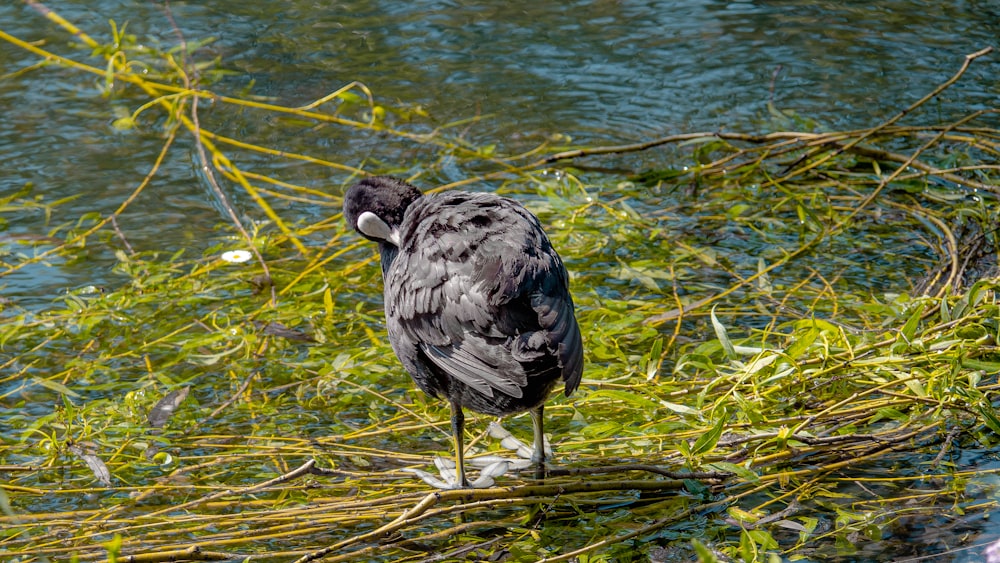 a bird standing on a branch in the water