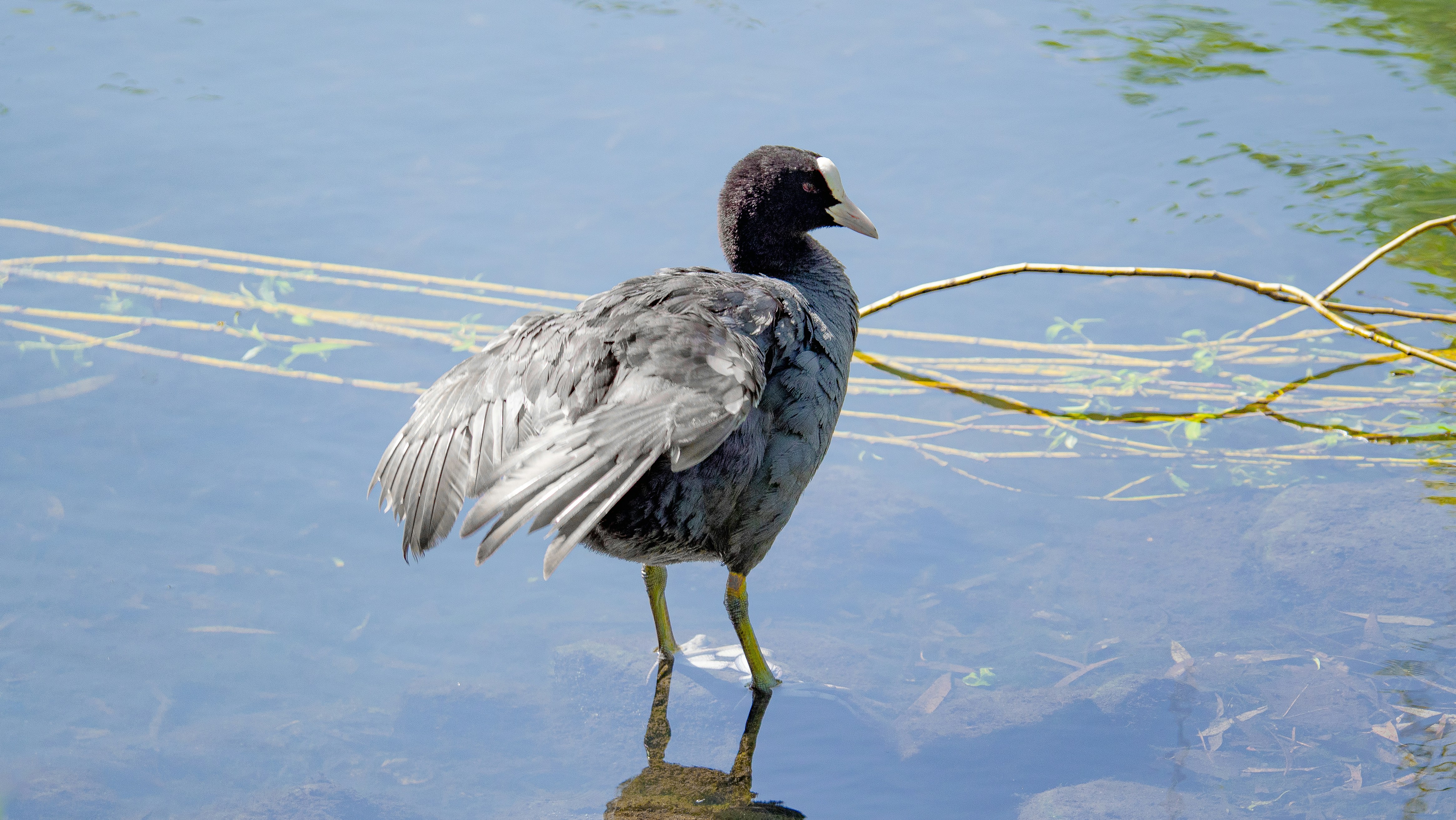 a bird standing on a rock in the water