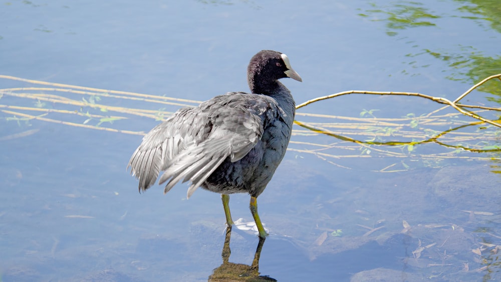 a bird standing on a rock in the water