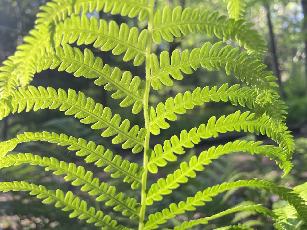 a close up of a green leaf in a forest