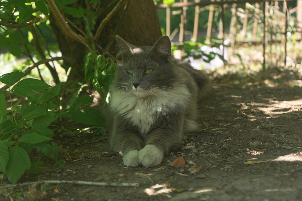 a gray and white cat sitting under a tree