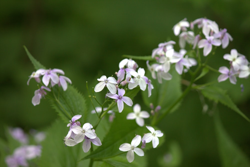 a bunch of small white and purple flowers