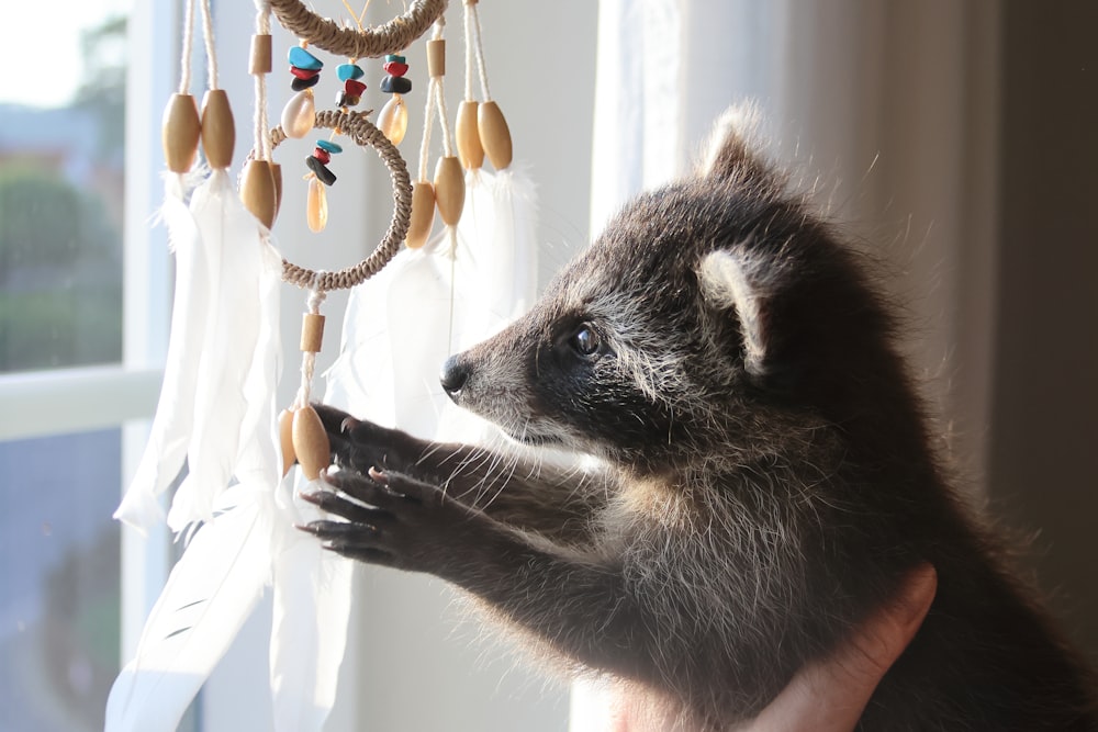 a baby raccoon playing with a beaded dream catcher