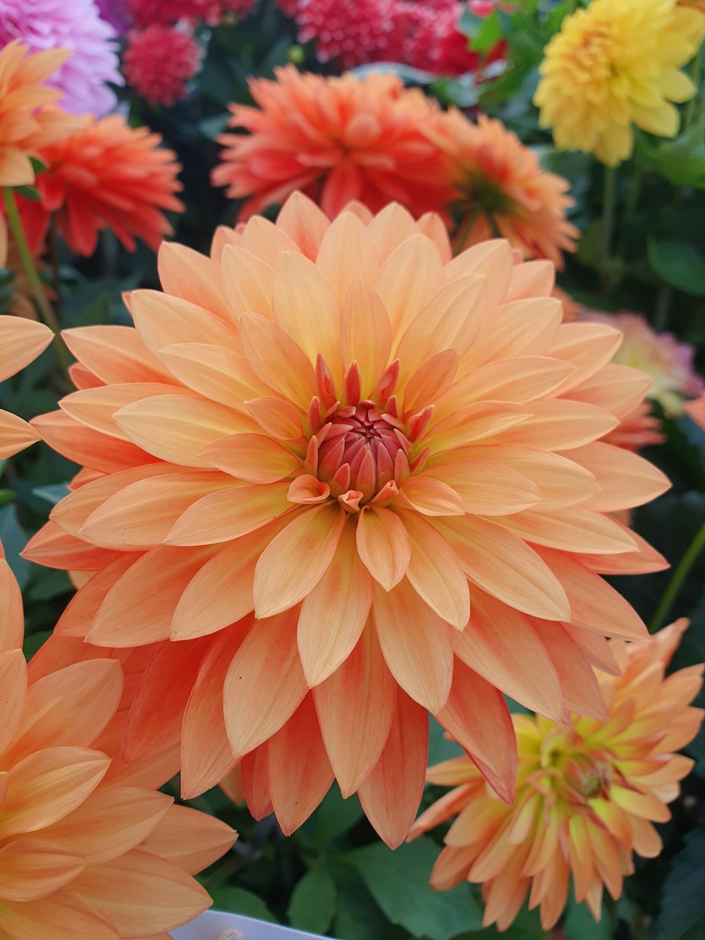 a close up of a bunch of flowers