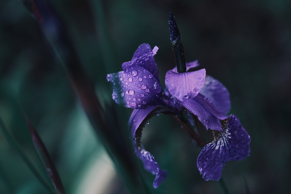 a purple flower with water droplets on it